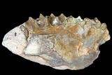 Oreodont (Merycoidodon) Jaw Section - South Dakota #128120-1